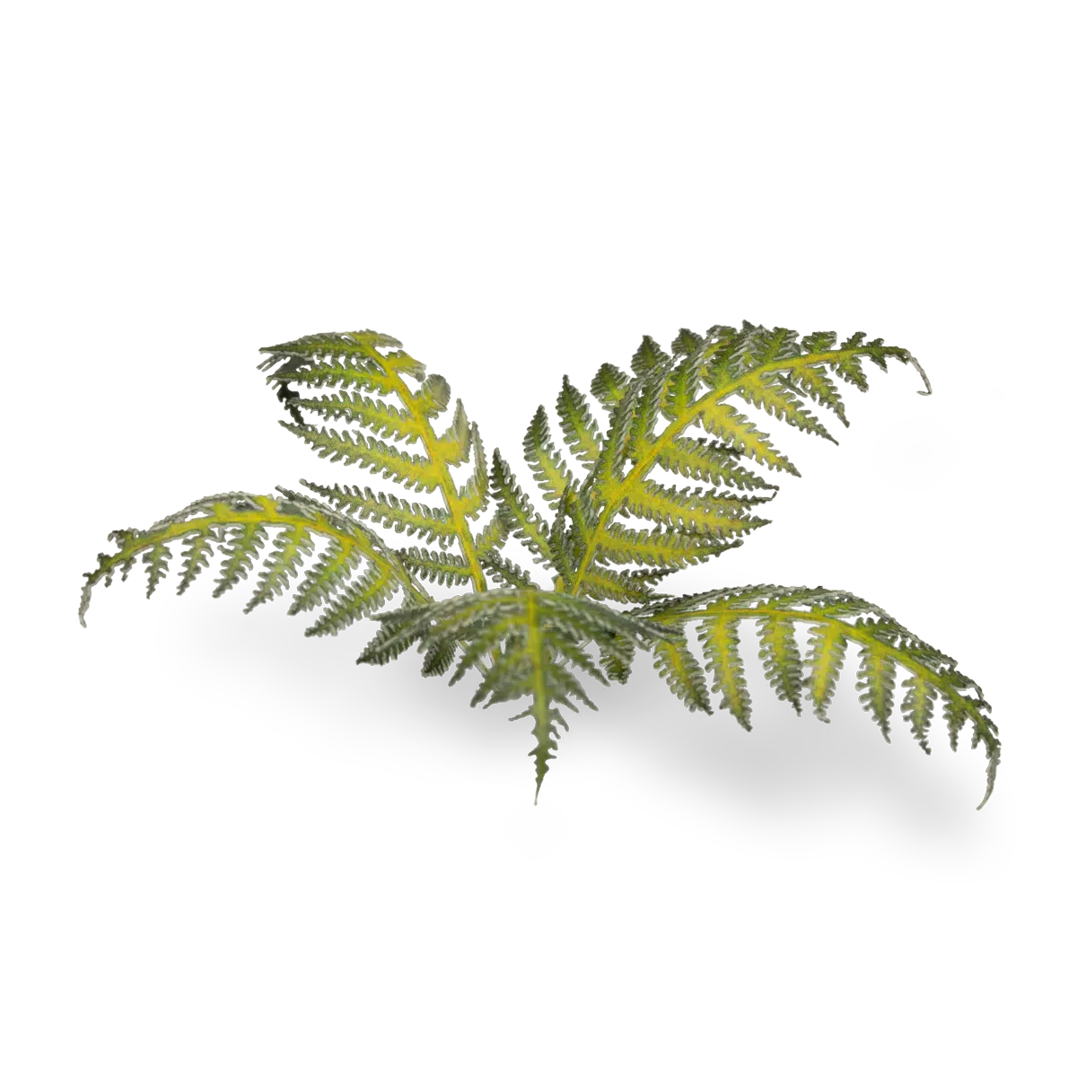 Gamer Grass - Bracken