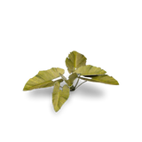 Gamer Grass - Elephant Ear